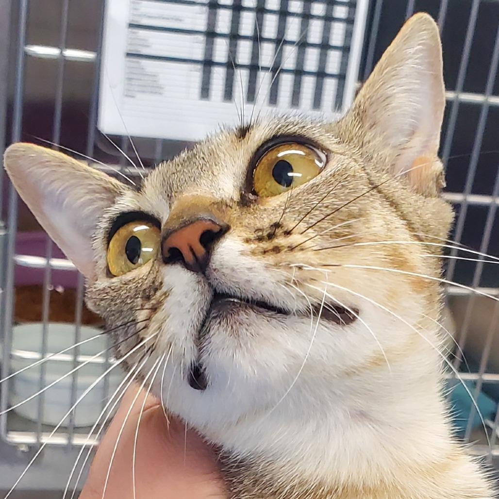 Pharoh, a Adoptable Domestic Short Hair in Port Charlotte, FL image 1/2