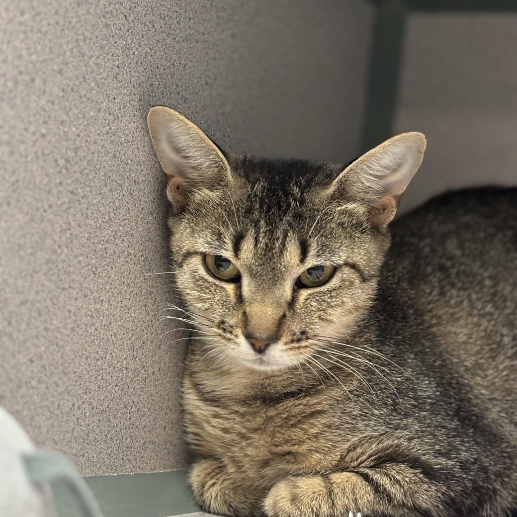 Pharoh, a Adoptable Domestic Short Hair in Port Charlotte, FL image 2/2