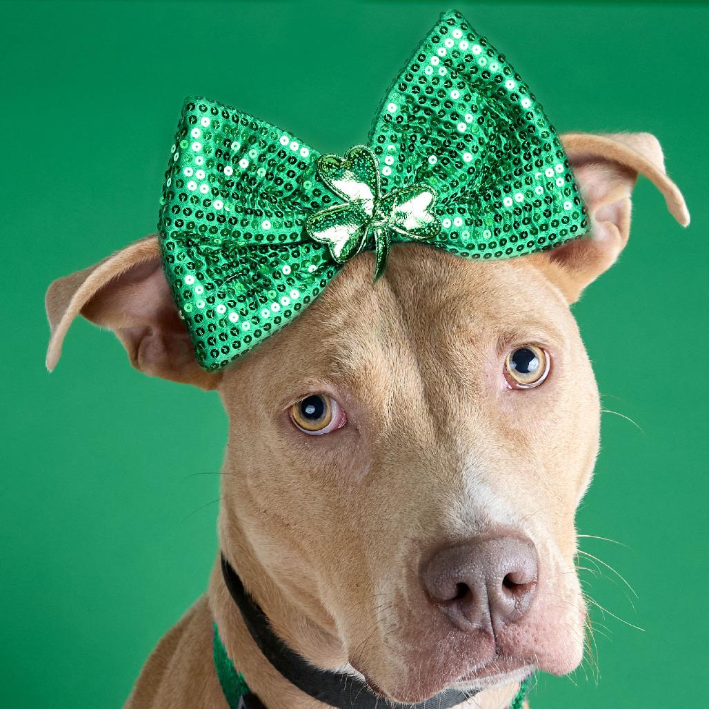 Amber, Adoptable, Adult Female American Staffordshire Terrier & Yellow Labrador Retriever.