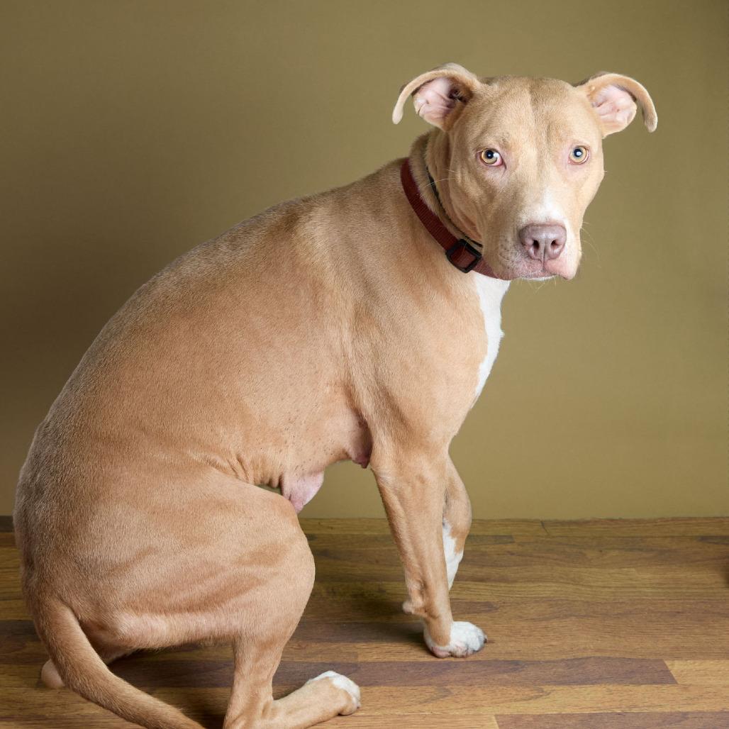 Enlarge Amber, a Adoptable mixed breed in Collinsville , OK image 2/4
