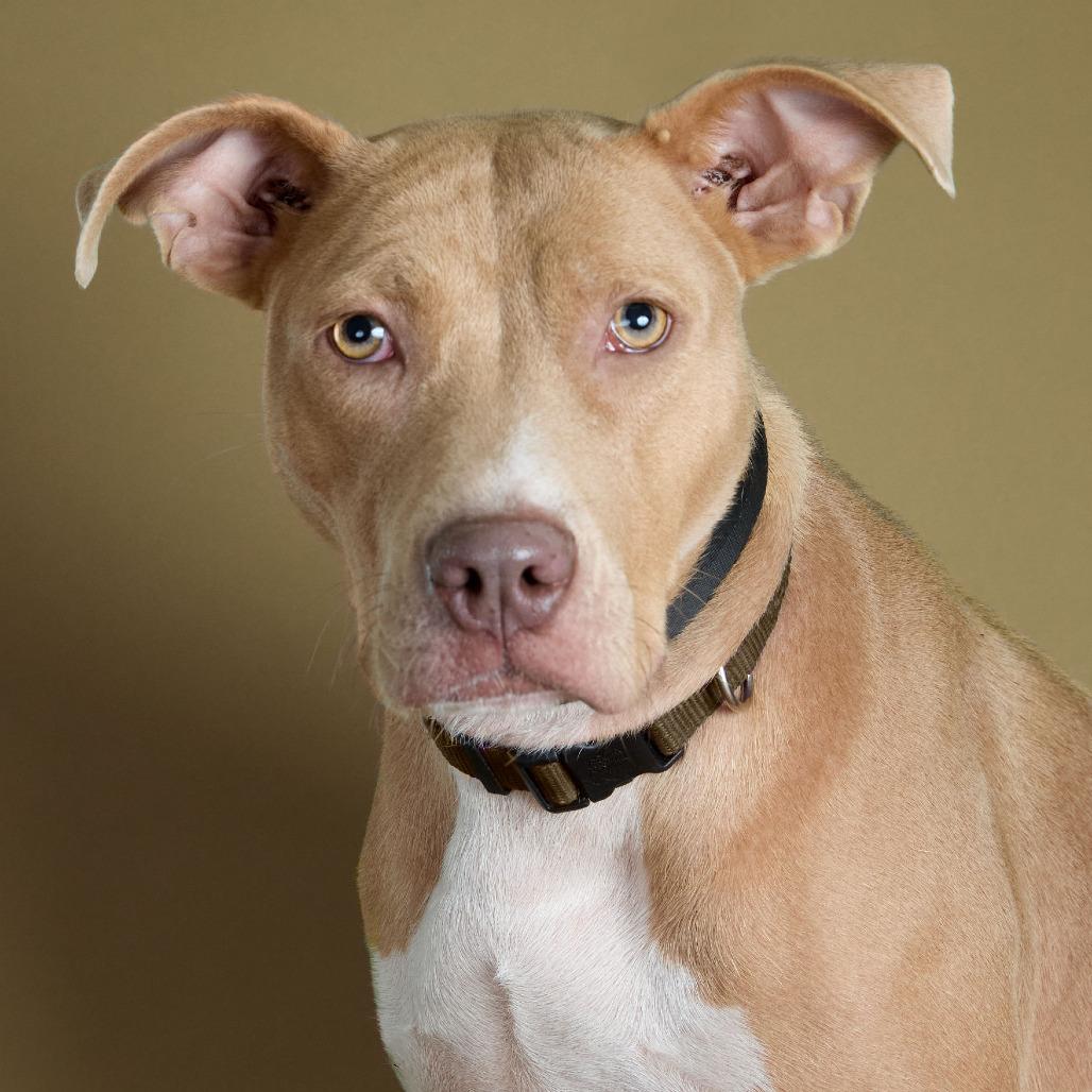 Enlarge Amber, a Adoptable mixed breed in Collinsville , OK image 3/4