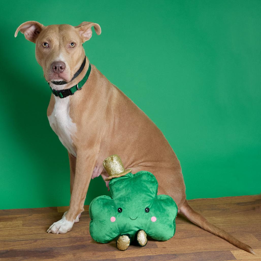 Enlarge Amber, a Adoptable mixed breed in Collinsville , OK image 4/4