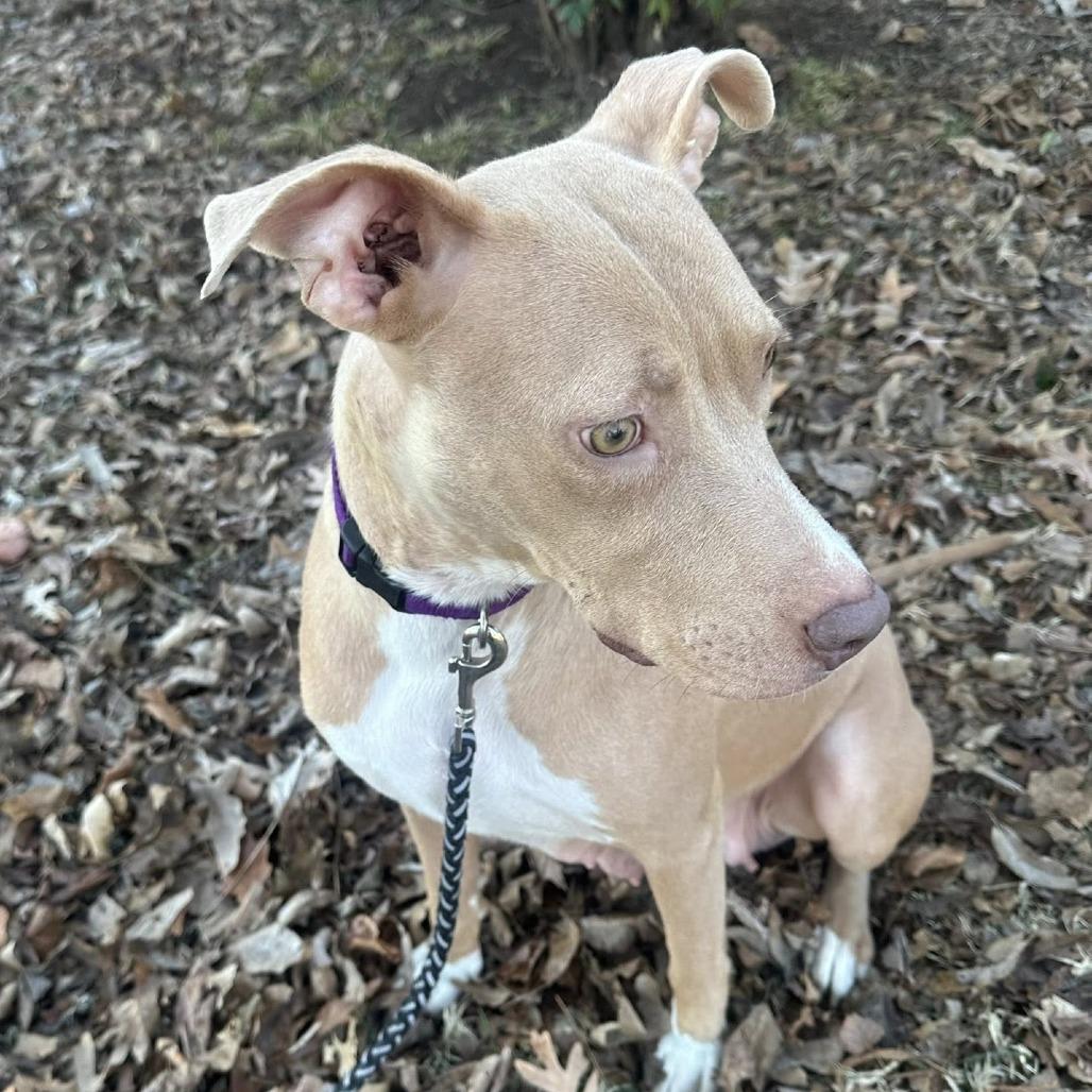 Enlarge Amber, a Adoptable mixed breed in Collinsville , OK image 1/3