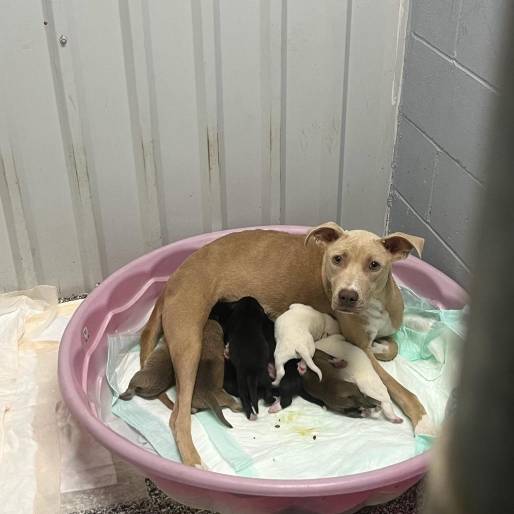 Enlarge Amber, a Adoptable mixed breed in Collinsville , OK image 1/1