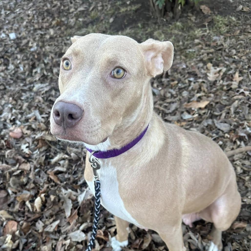 Enlarge Amber, a Adoptable mixed breed in Collinsville , OK image 2/3