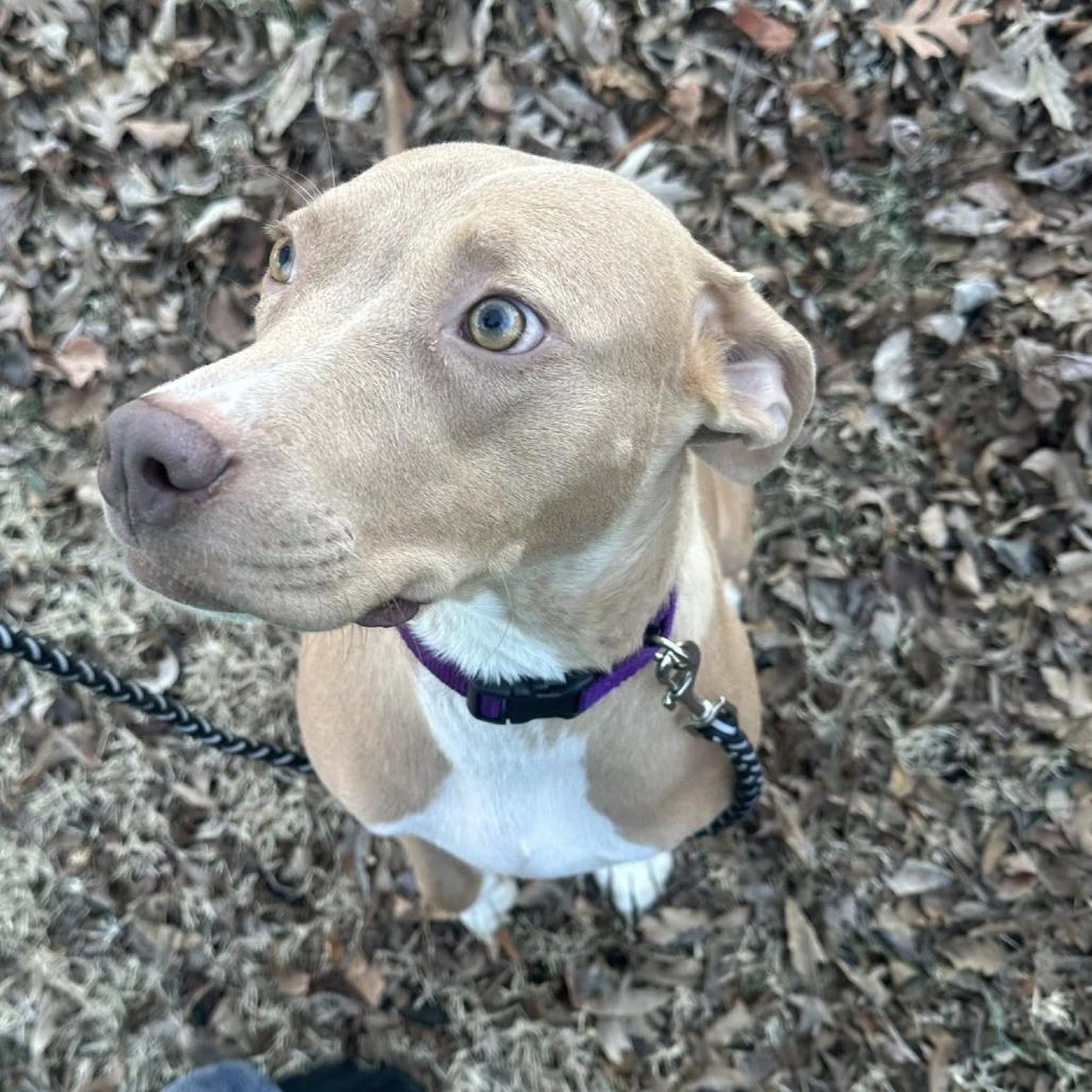 Enlarge Amber, a Adoptable mixed breed in Collinsville , OK image 3/3