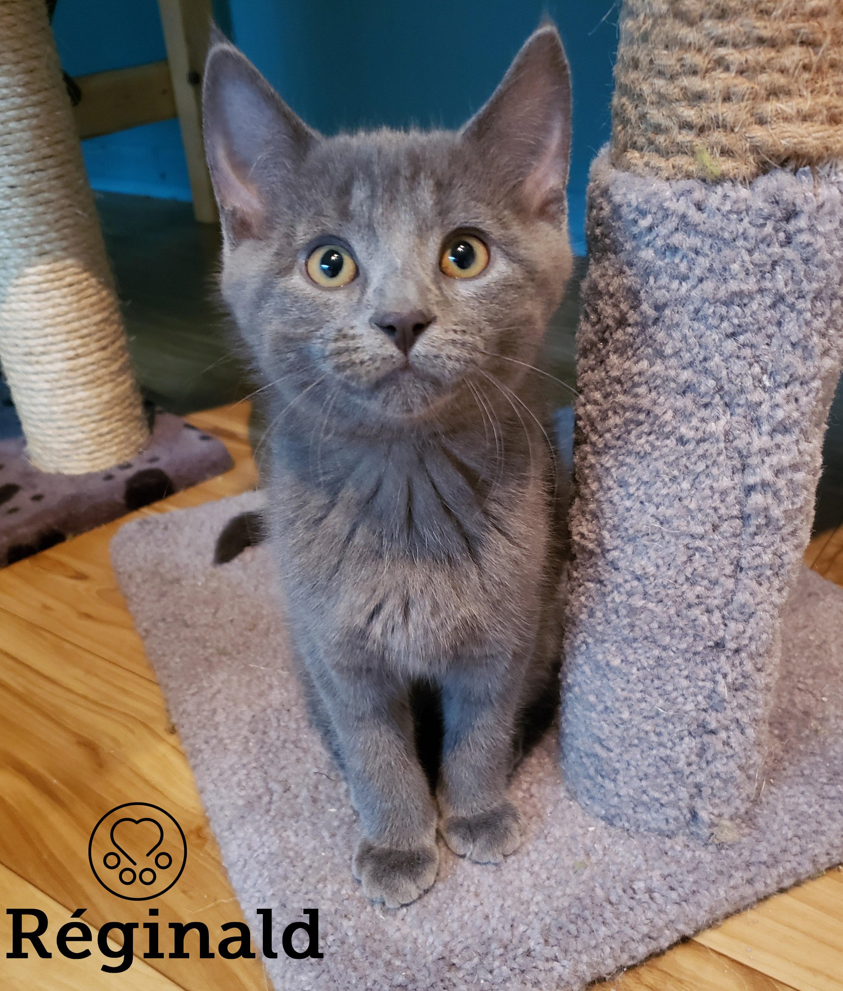 Réginald, an adopted Domestic Short Hair in Anjou, QC image 1/3