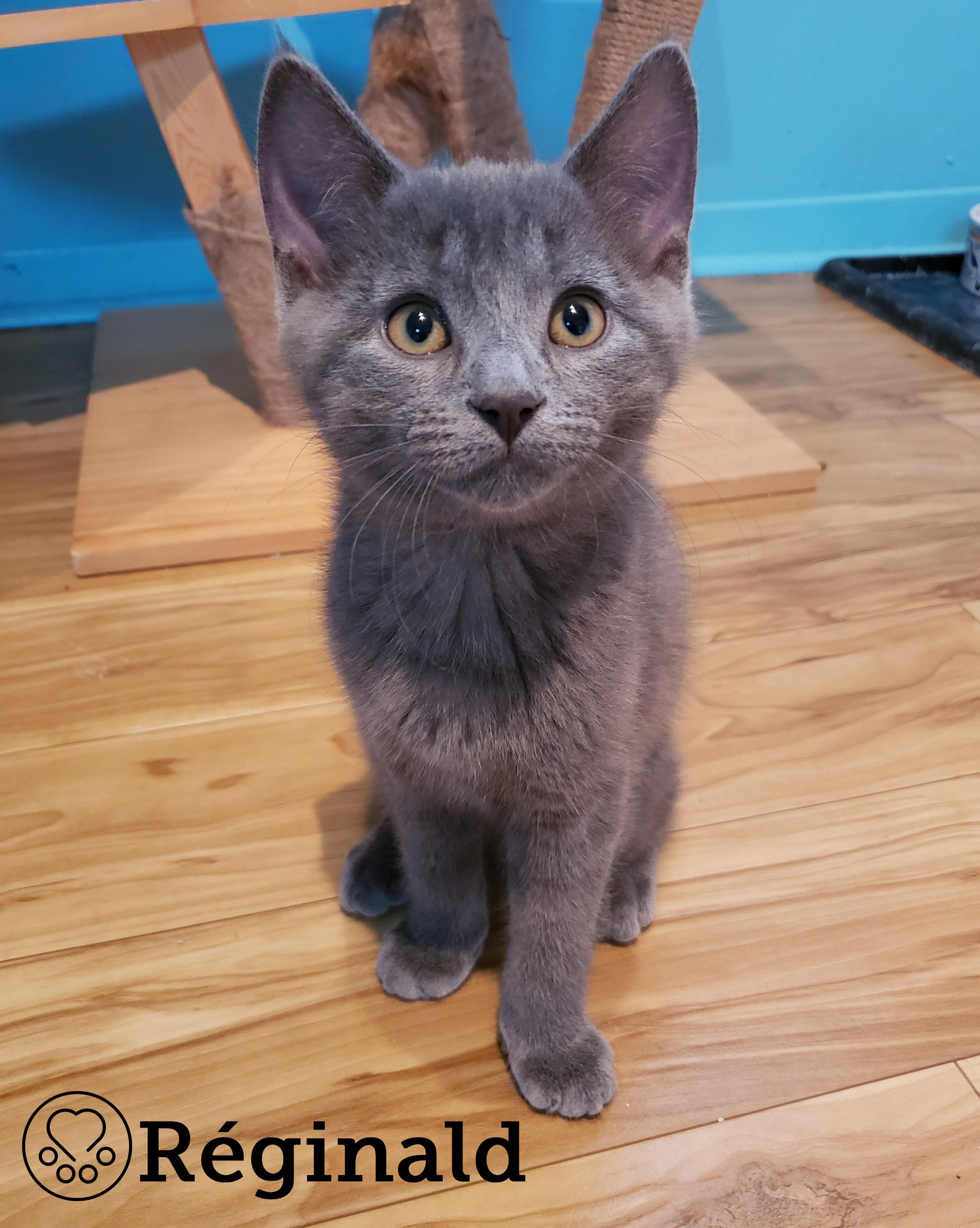 Réginald, an adopted Domestic Short Hair in Anjou, QC image 3/3