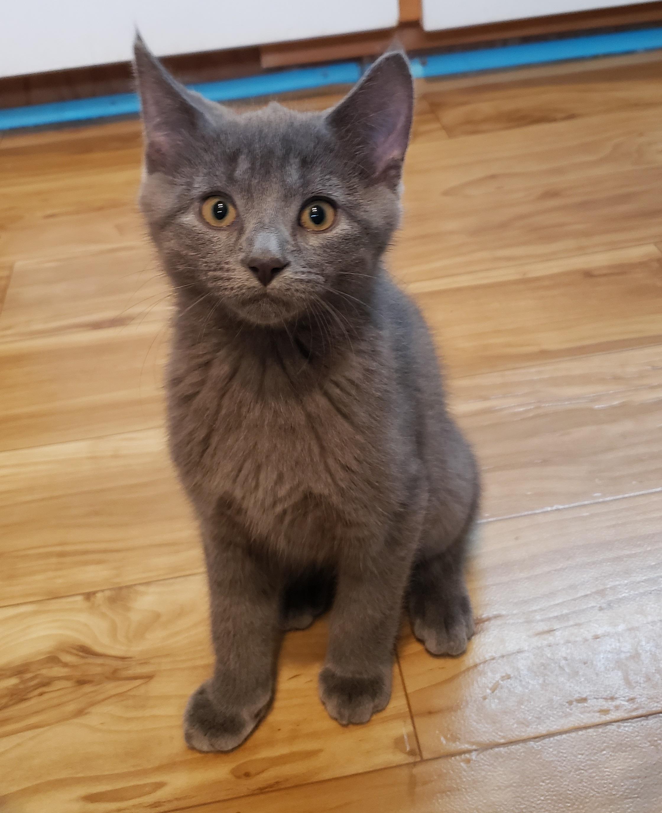 Réginald, an adopted Domestic Short Hair in Anjou, QC image 2/3