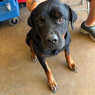 Myrtle, a Adoptable Rottweiler in Denison, TX image 1/5