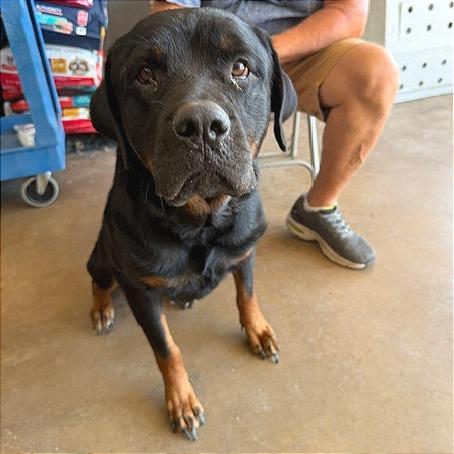 Myrtle, a Adoptable Rottweiler in Denison, TX image 2/5