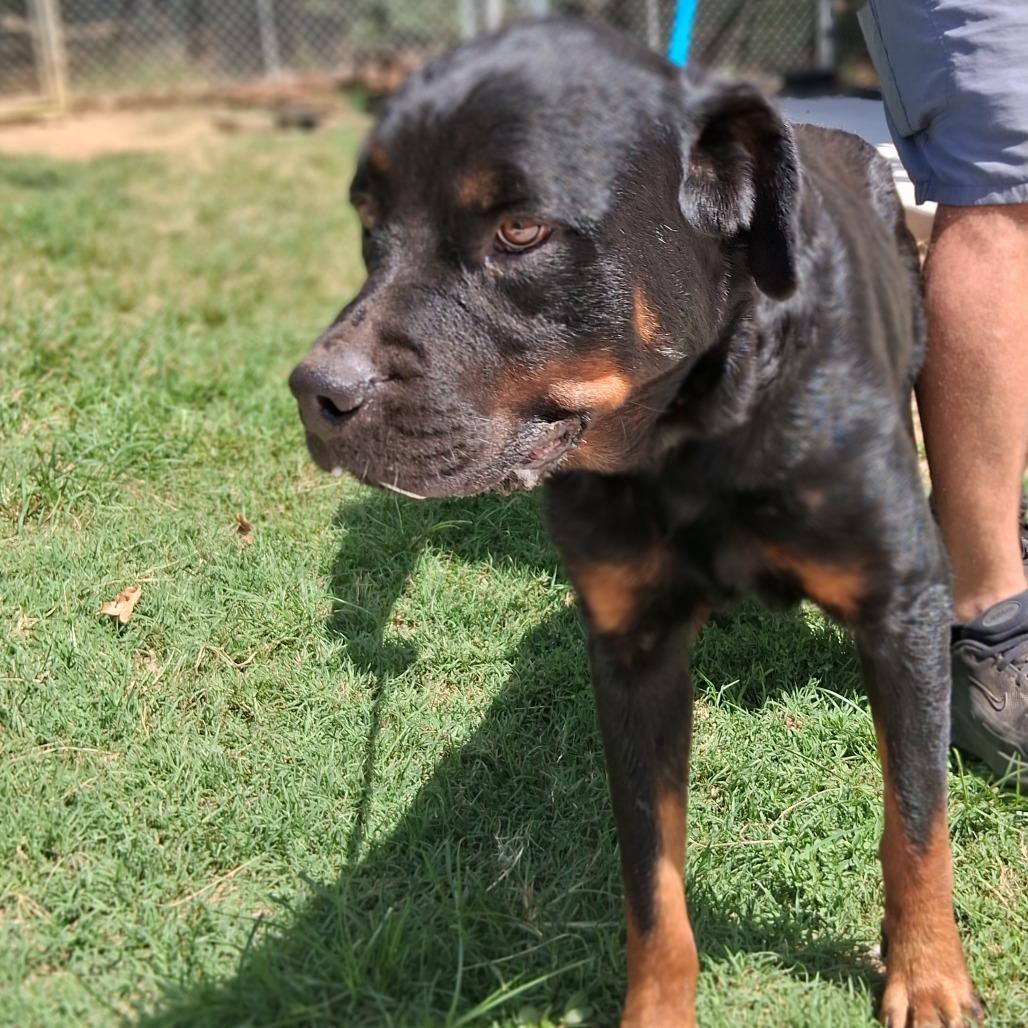 Myrtle, a Adoptable Rottweiler in Denison, TX image 3/5