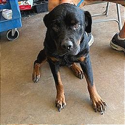 Myrtle, a Adoptable Rottweiler in Denison, TX image 4/5