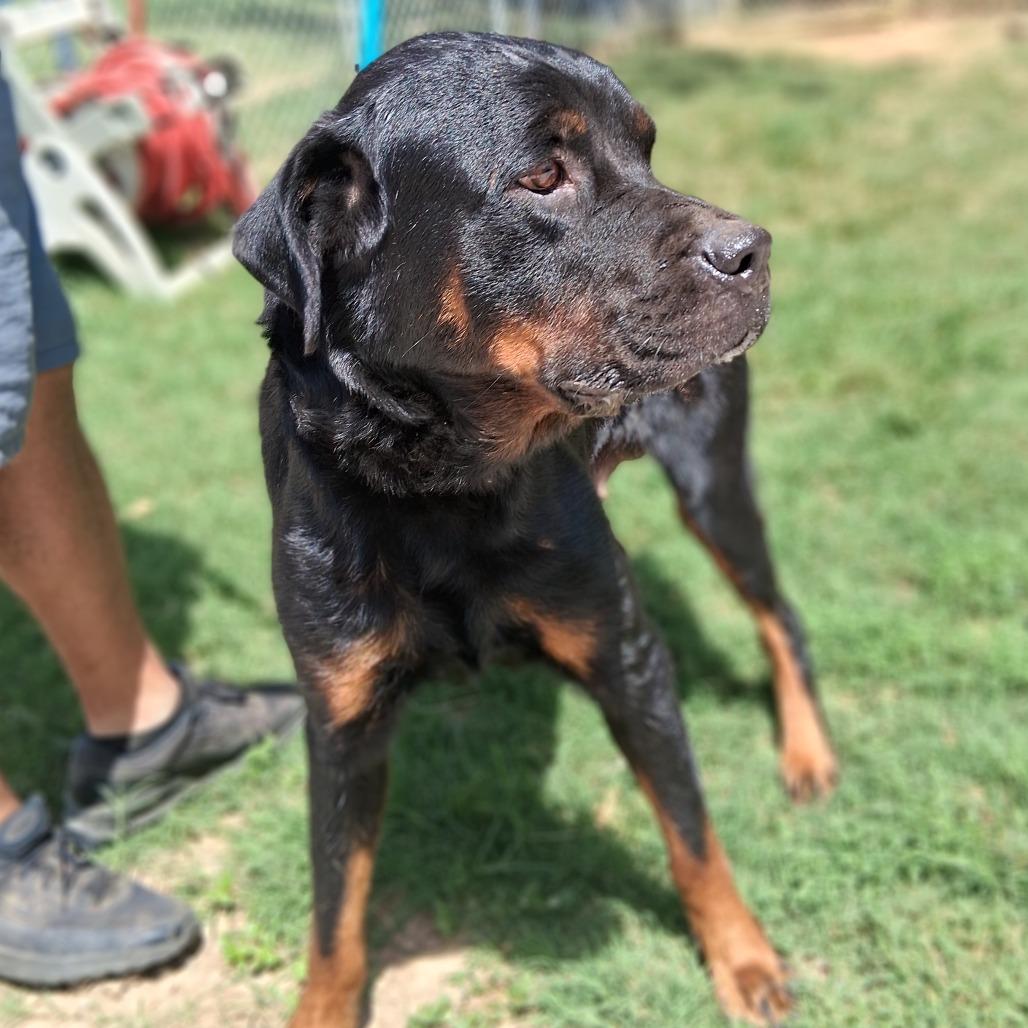Myrtle, a Adoptable Rottweiler in Denison, TX image 5/5