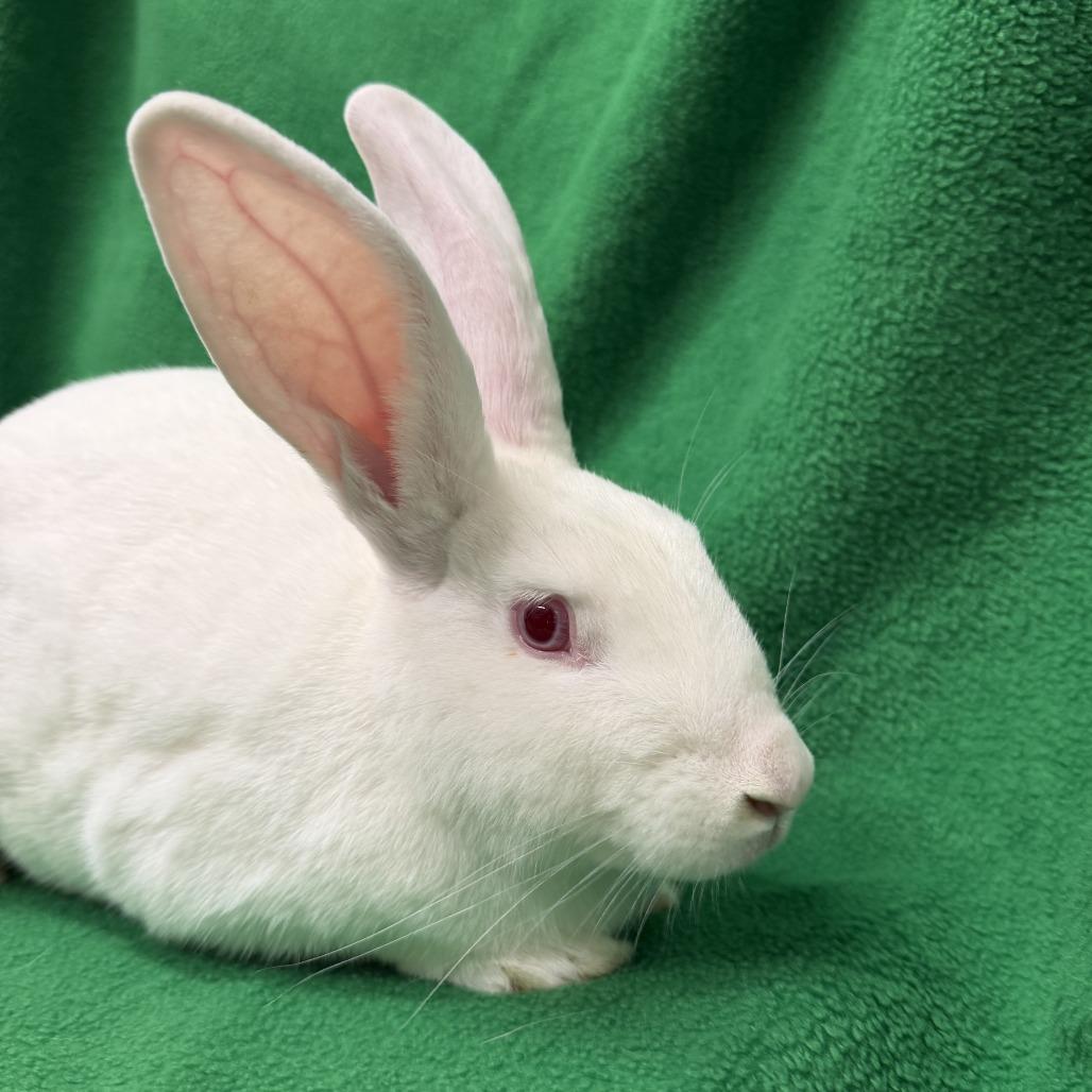 Amos, Adoptable, Young Male New Zealand.