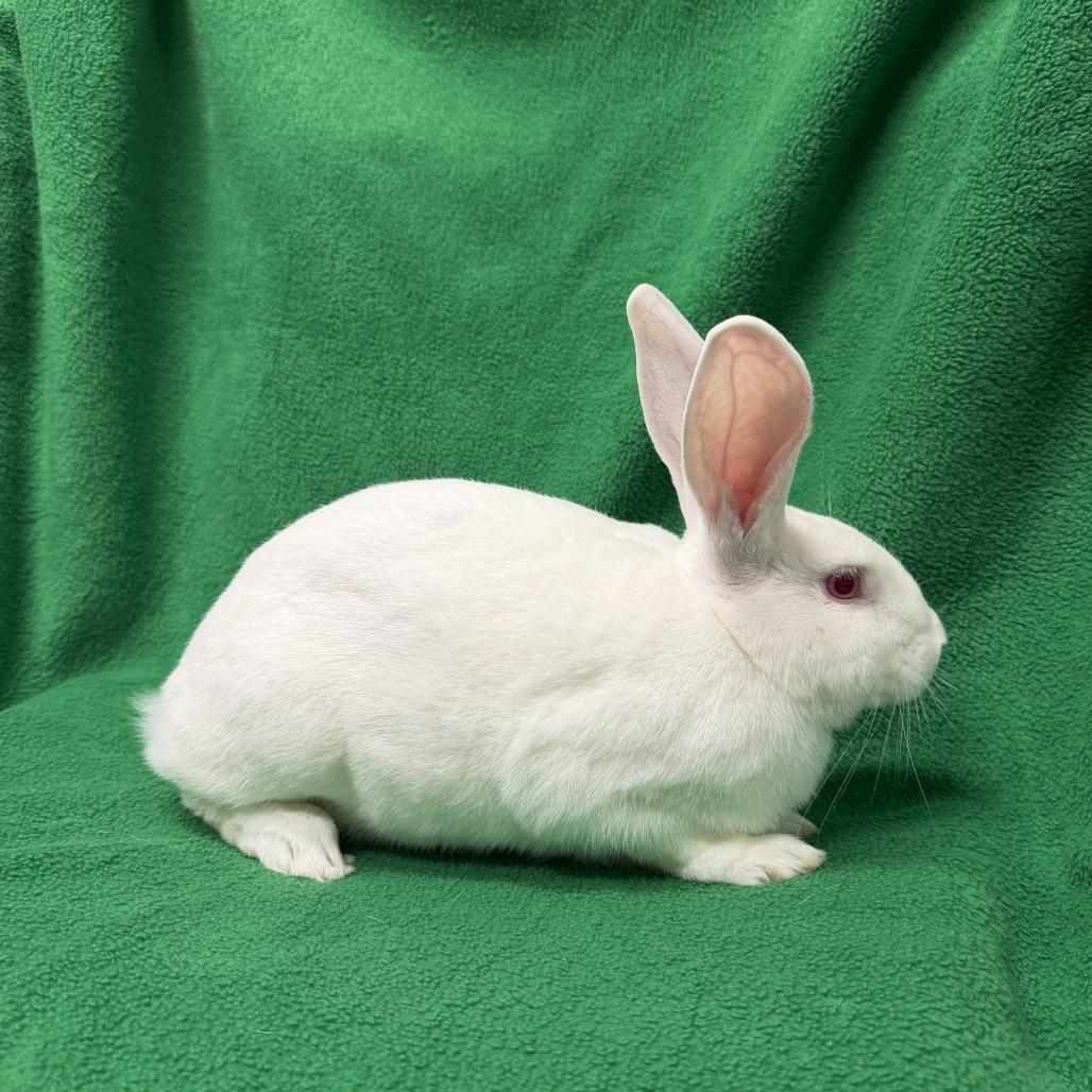 Enlarge Amos, a Adoptable New Zealand in Oak Park, IL image 2/6