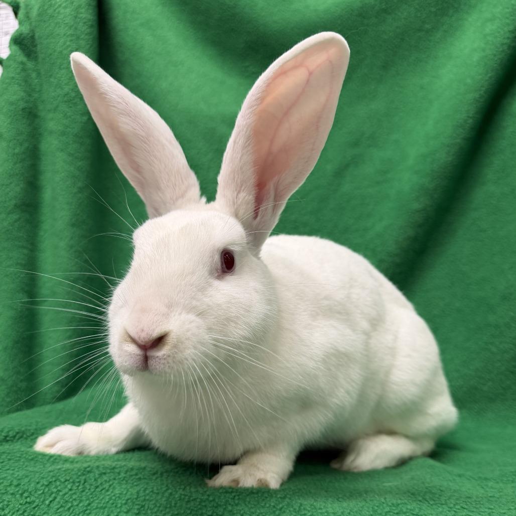 Enlarge Amos, a Adoptable New Zealand in Oak Park, IL image 3/6