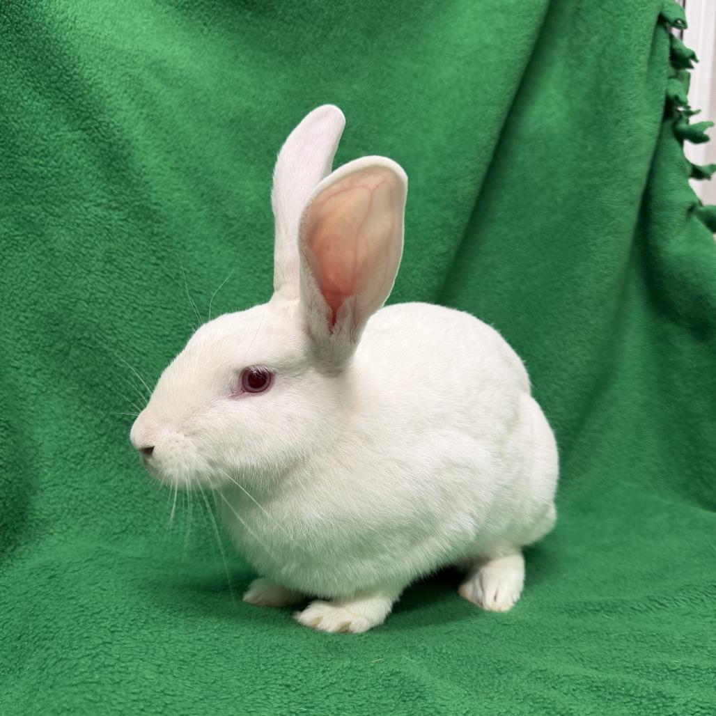Enlarge Amos, a Adoptable New Zealand in Oak Park, IL image 4/6