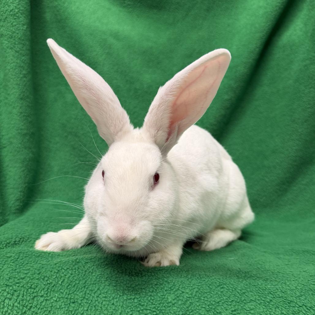 Enlarge Amos, a Adoptable New Zealand in Oak Park, IL image 5/6