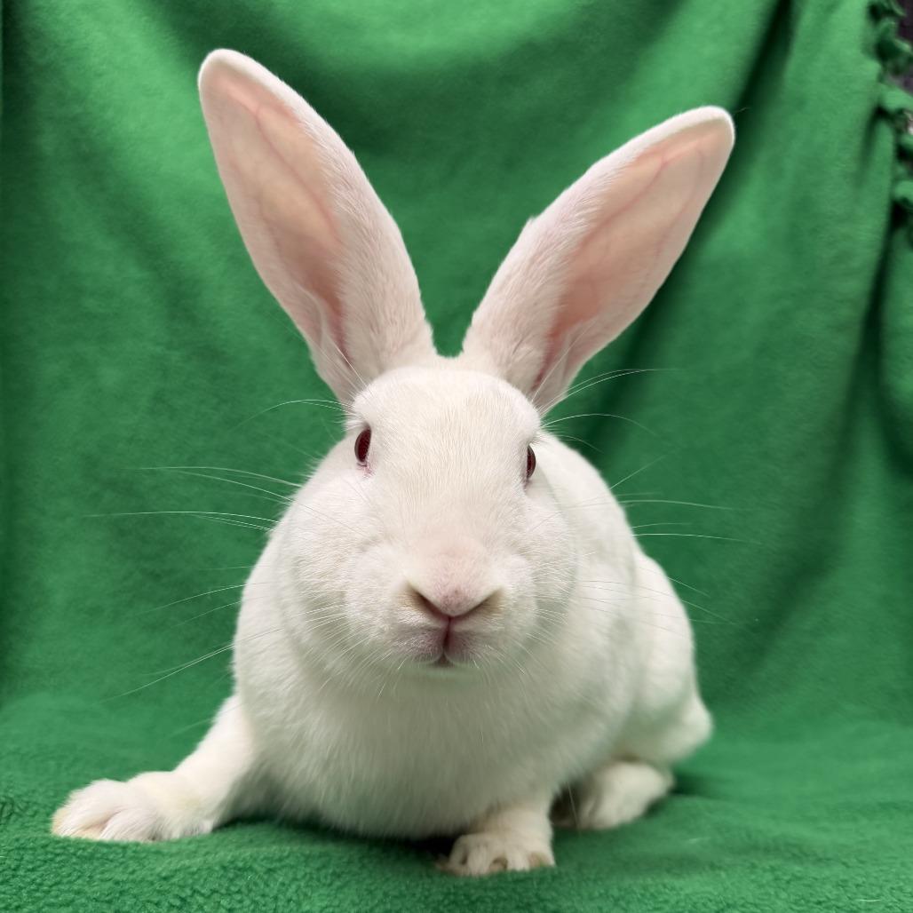 Enlarge Amos, a Adoptable New Zealand in Oak Park, IL image 6/6
