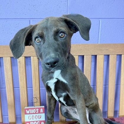 Daviess County Animal Shelter in Owensboro, KY