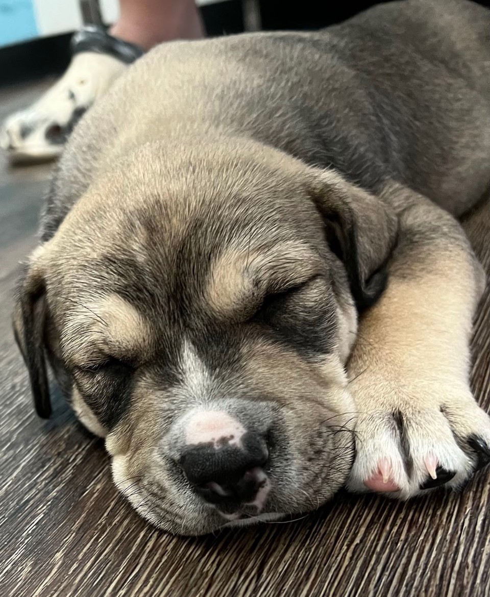 Pretzel, Adoptable, Puppy Male Shepherd.