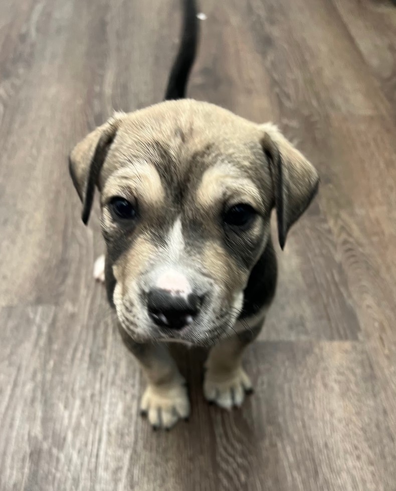 Pretzel, a Adoptable mixed breed in Cedar Hill, TX image 2/10