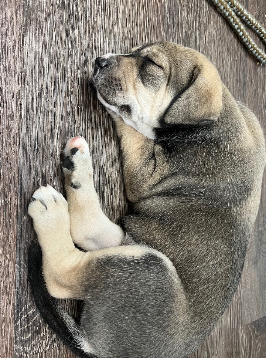 Pretzel, a Adoptable mixed breed in Cedar Hill, TX image 3/10