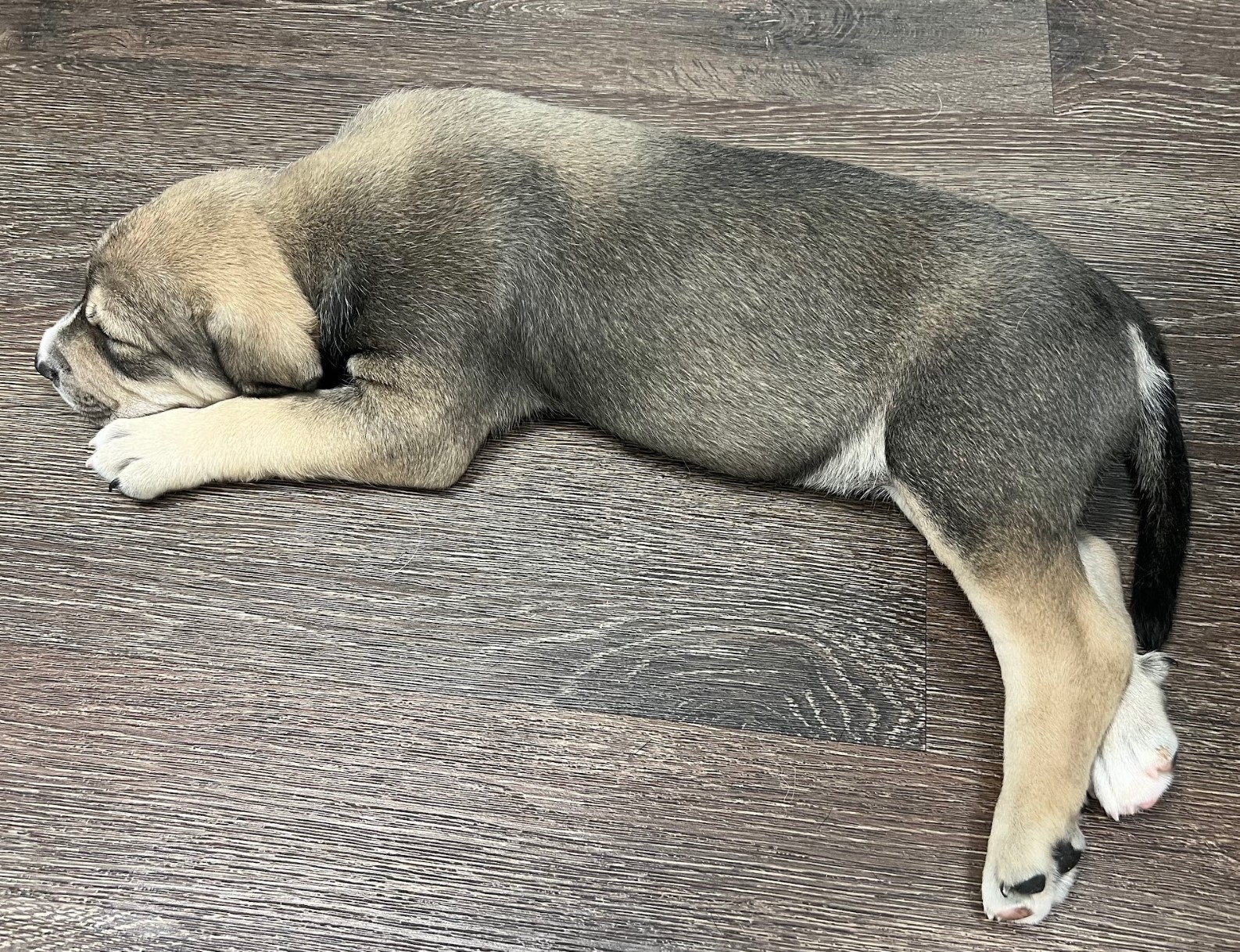 Pretzel, a Adoptable mixed breed in Cedar Hill, TX image 4/10