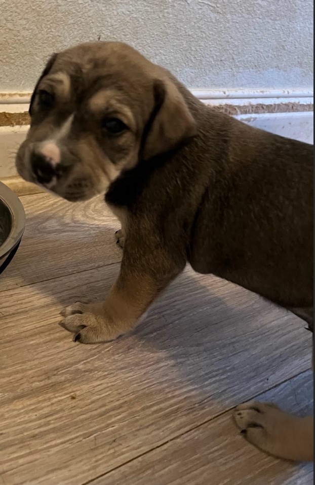 Pretzel, a Adoptable mixed breed in Cedar Hill, TX image 5/10