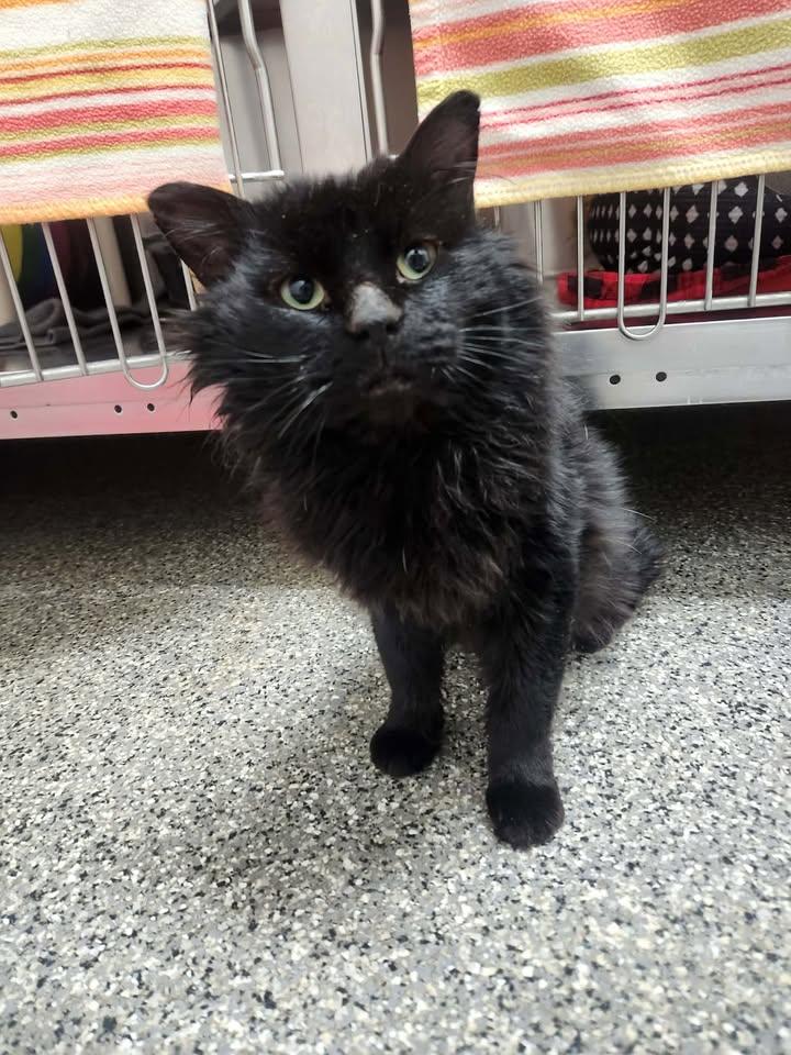 Kazuki, ADOPTABLE, Adult Male Domestic Long Hair.