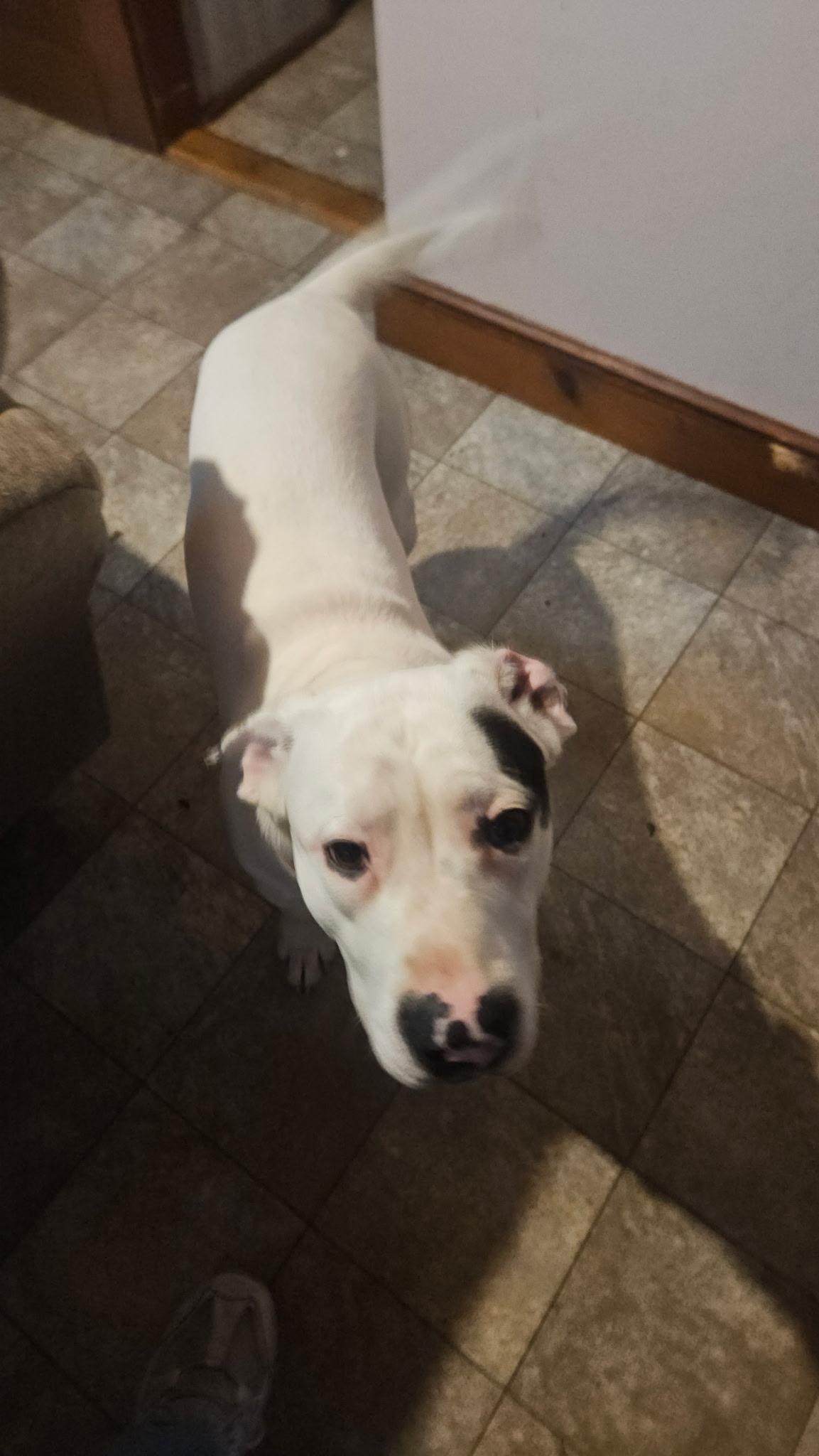 Cupid, Adoptable, Adult Male Pit Bull Terrier.