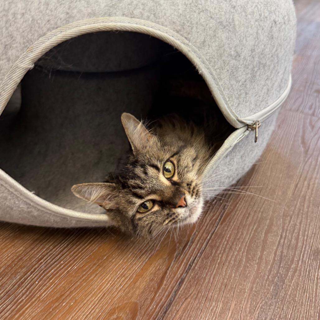Chloe, a Adoptable Domestic Medium Hair in Naperville, IL image 1/6
