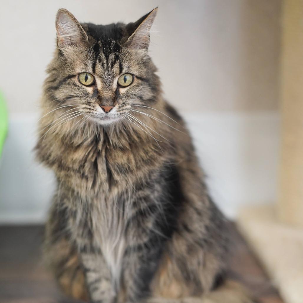 Chloe, a Adoptable Domestic Medium Hair in Naperville, IL image 2/6
