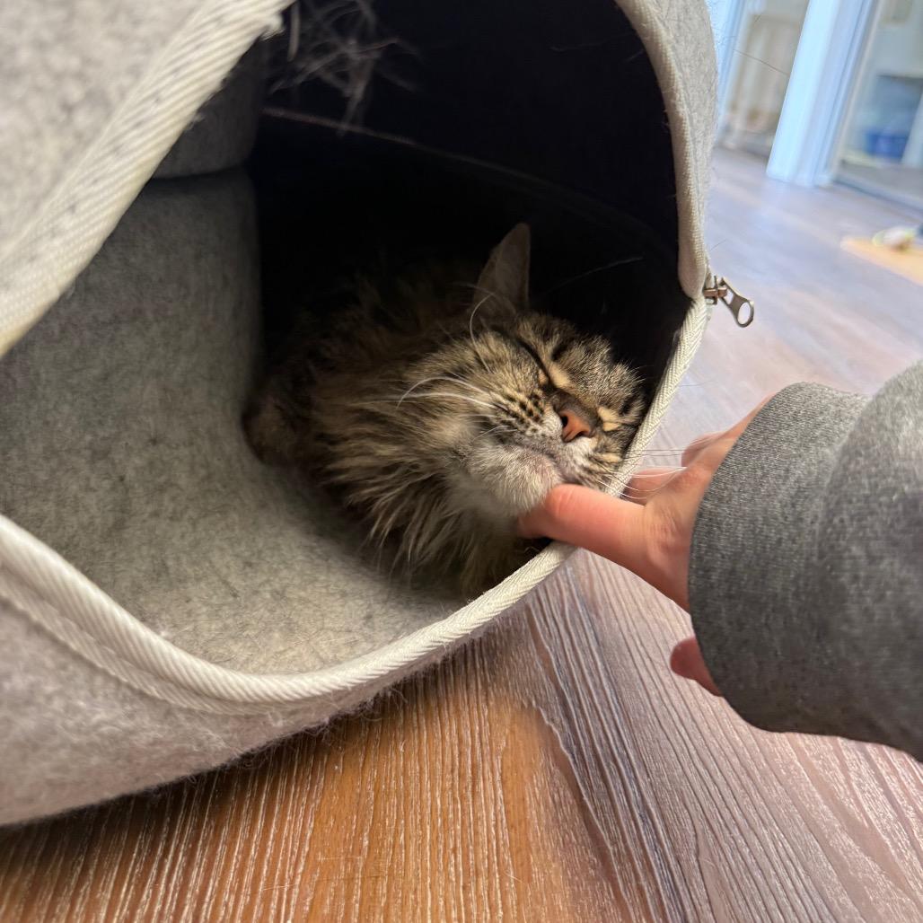 Chloe, a Adoptable Domestic Medium Hair in Naperville, IL image 3/6