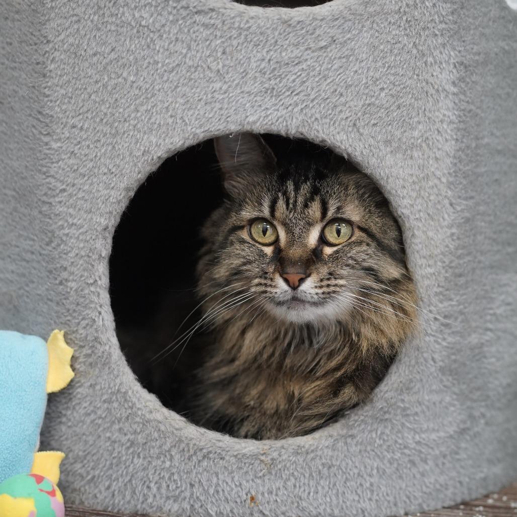 Chloe, a Adoptable Domestic Medium Hair in Naperville, IL image 4/6