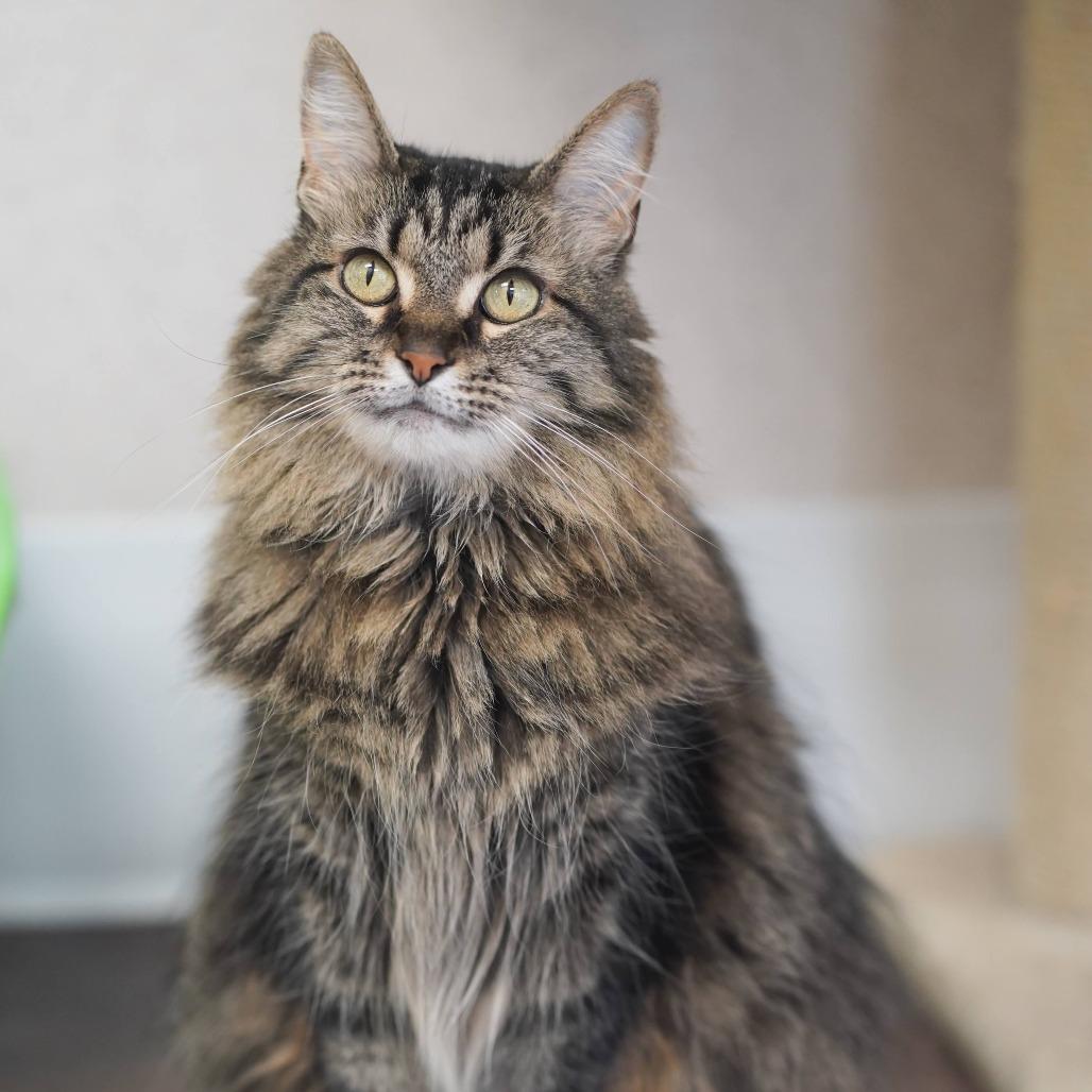 Chloe, a Adoptable Domestic Medium Hair in Naperville, IL image 5/6