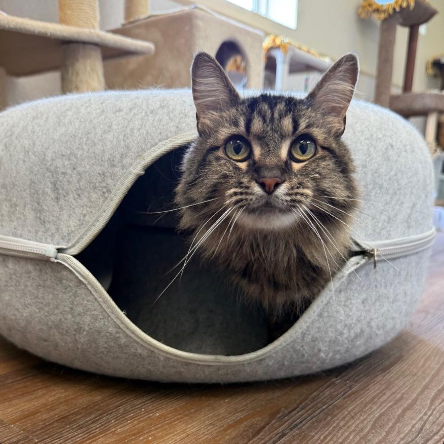 Chloe, a Adoptable Domestic Medium Hair in Naperville, IL image 6/6