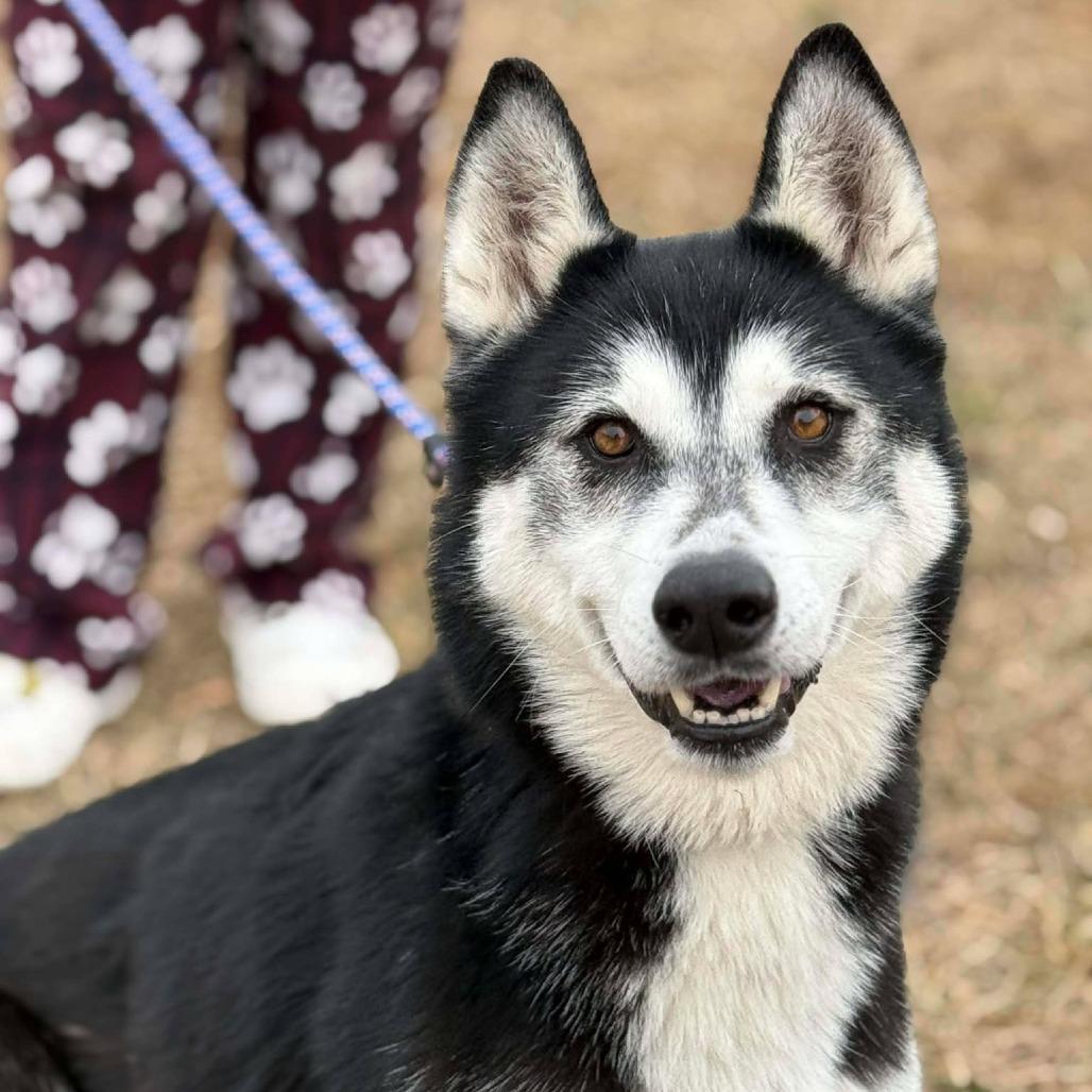 Fruit Punch, a Adoptable Husky in Martinsville, VA image 1/5