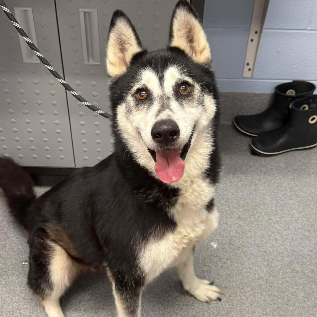 Fruit Punch, a Adoptable Husky in Martinsville, VA image 2/5