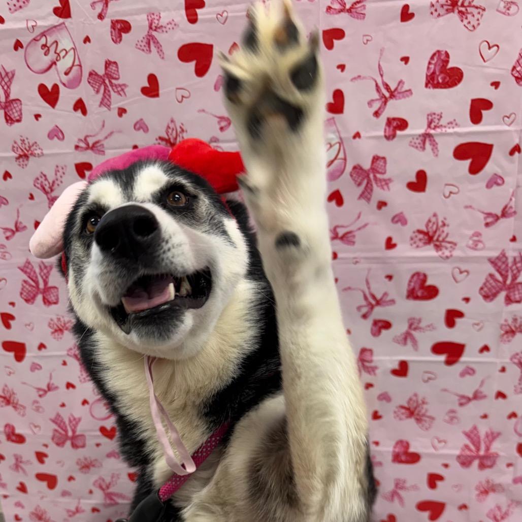 Fruit Punch, a Adoptable Husky in Martinsville, VA image 3/6