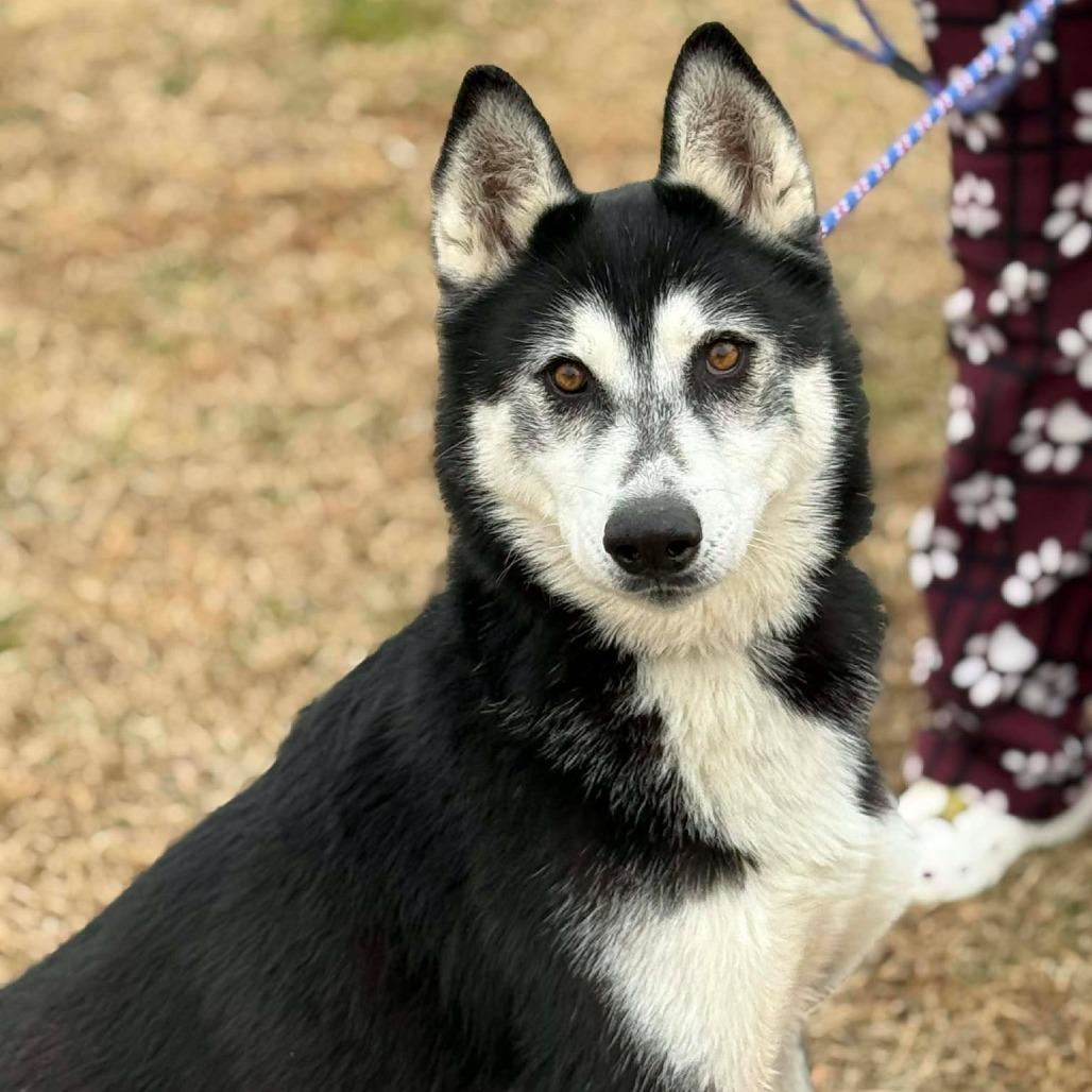 Fruit Punch, a Adoptable Husky in Martinsville, VA image 3/5