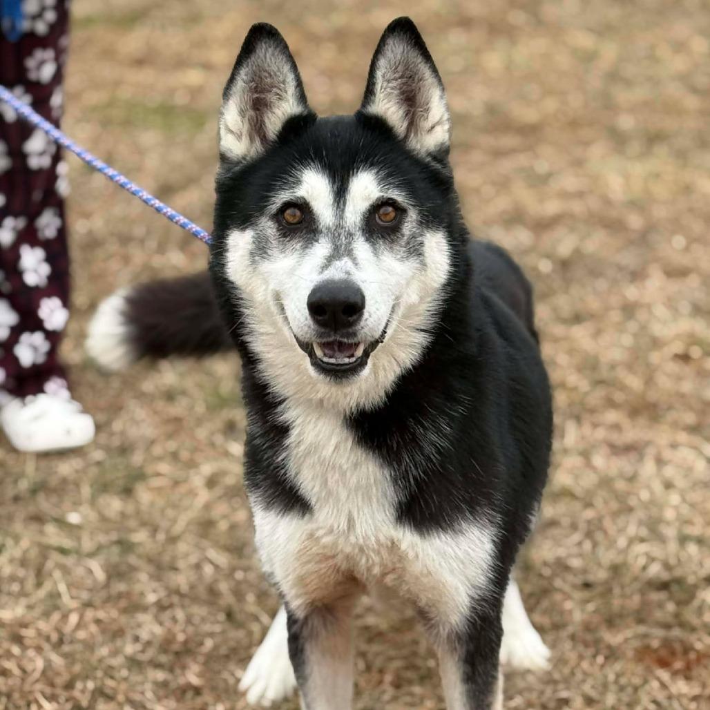 Fruit Punch, a Adoptable Husky in Martinsville, VA image 5/5