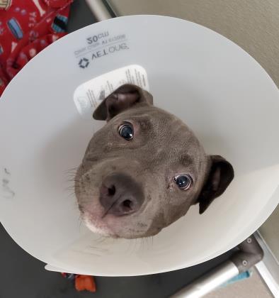 Tank, Adoptable, Puppy Male Pit Bull Terrier & Mixed Breed.