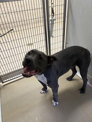 Enlarge Tank, a Adoptable mixed breed in Norfolk, VA image 2/2