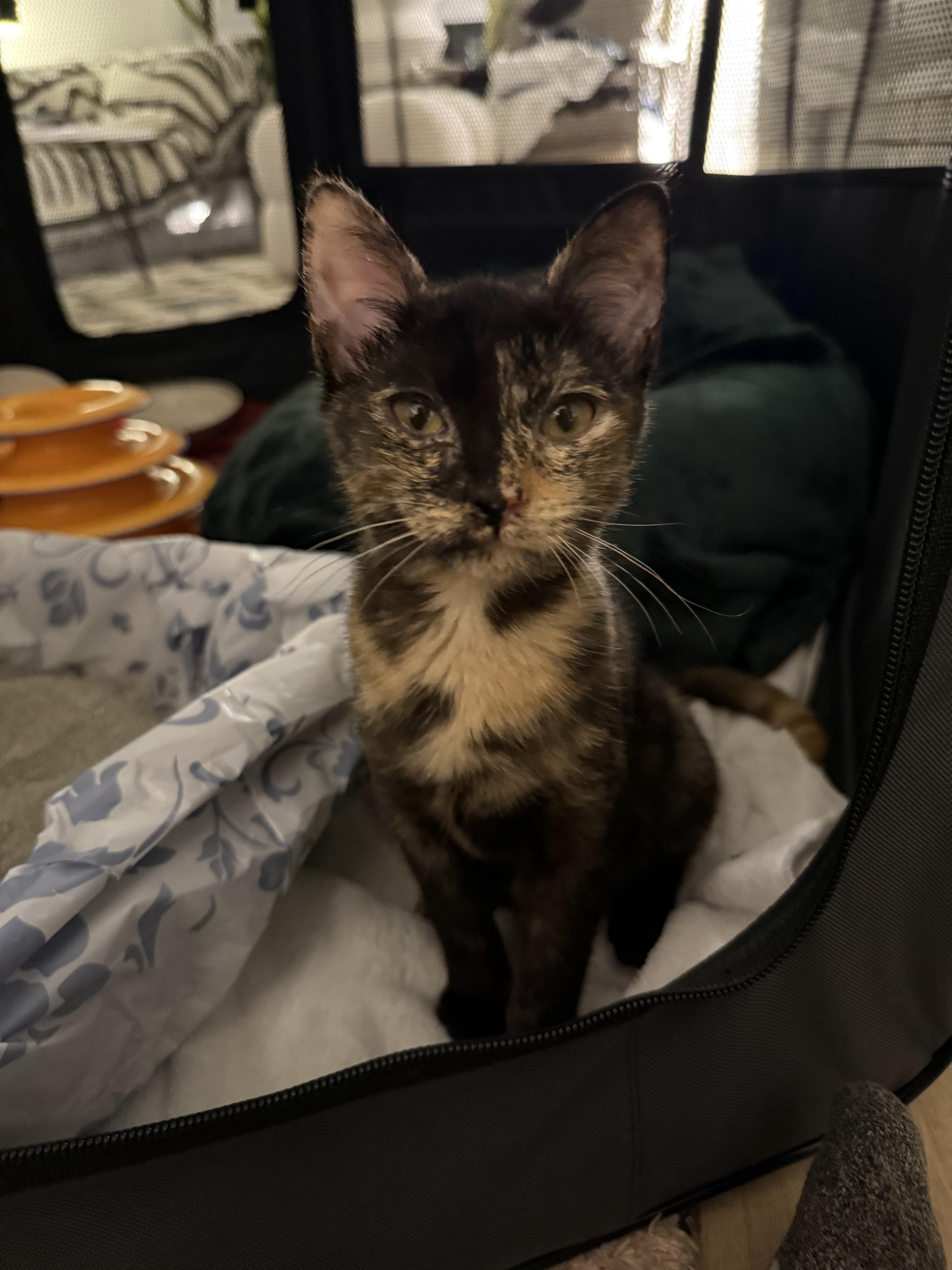 Enlarge Betta, a ADOPTABLE Domestic Short Hair in brooklyn, NY image 6/6
