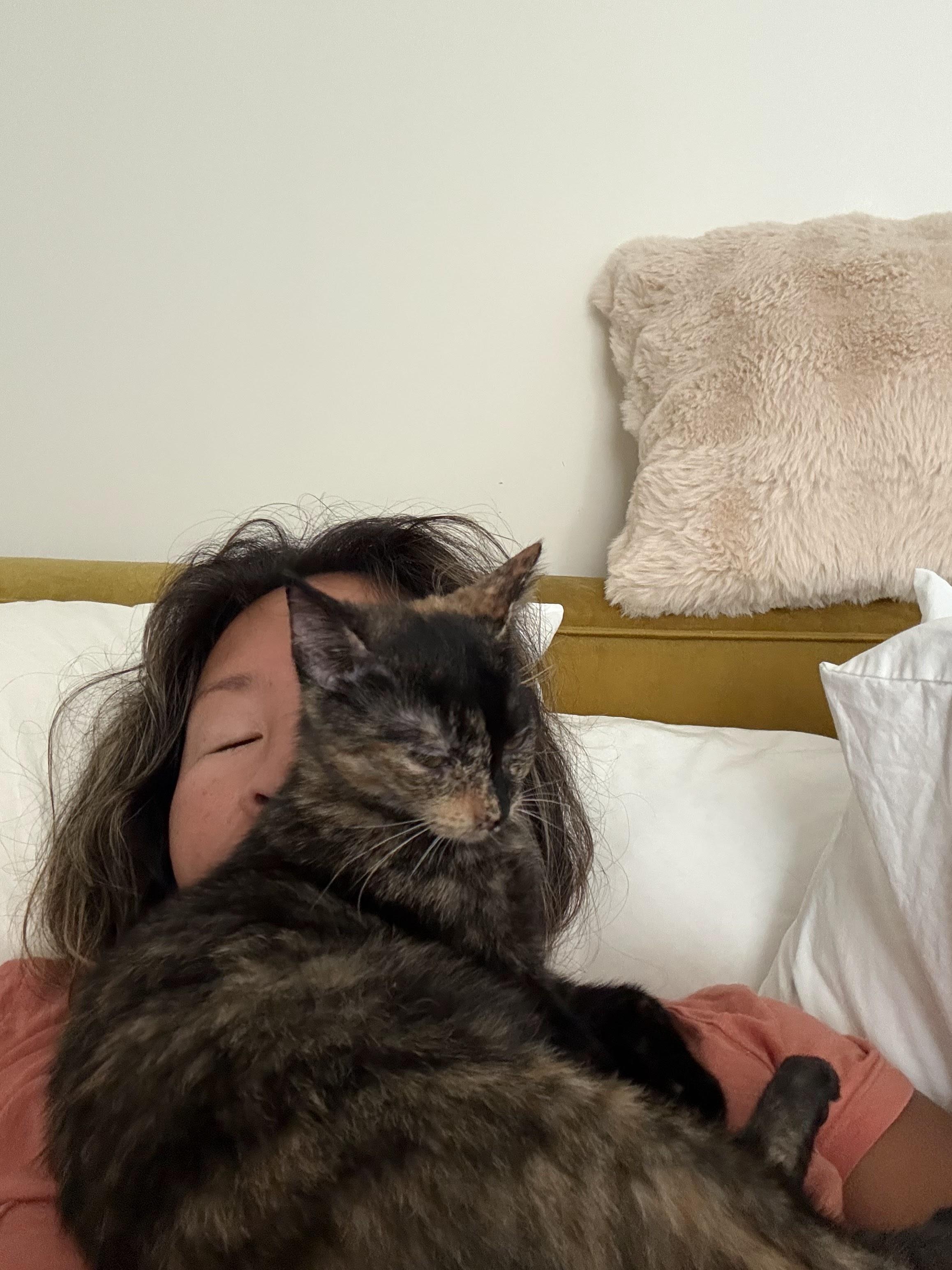 Enlarge Betta, a ADOPTABLE Domestic Short Hair in brooklyn, NY image 3/6