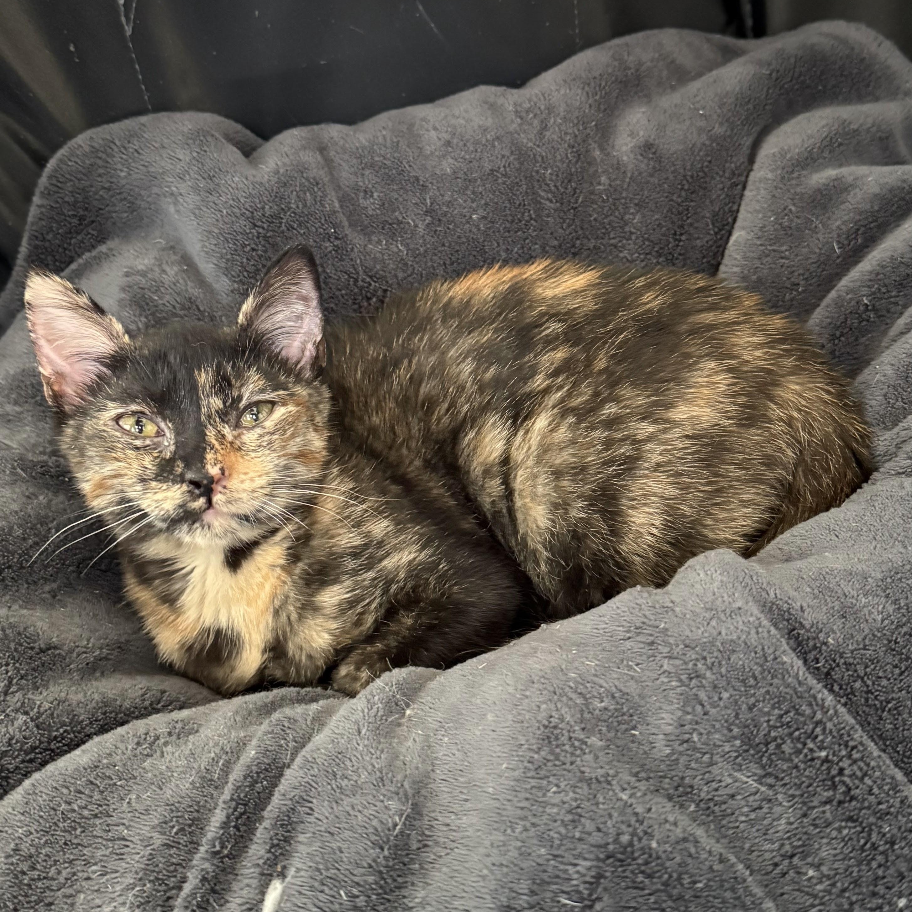Enlarge Betta, a ADOPTABLE Domestic Short Hair in brooklyn, NY image 1/6