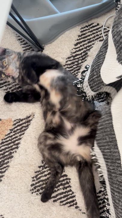 Enlarge Betta, a ADOPTABLE Domestic Short Hair in brooklyn, NY video 2/6