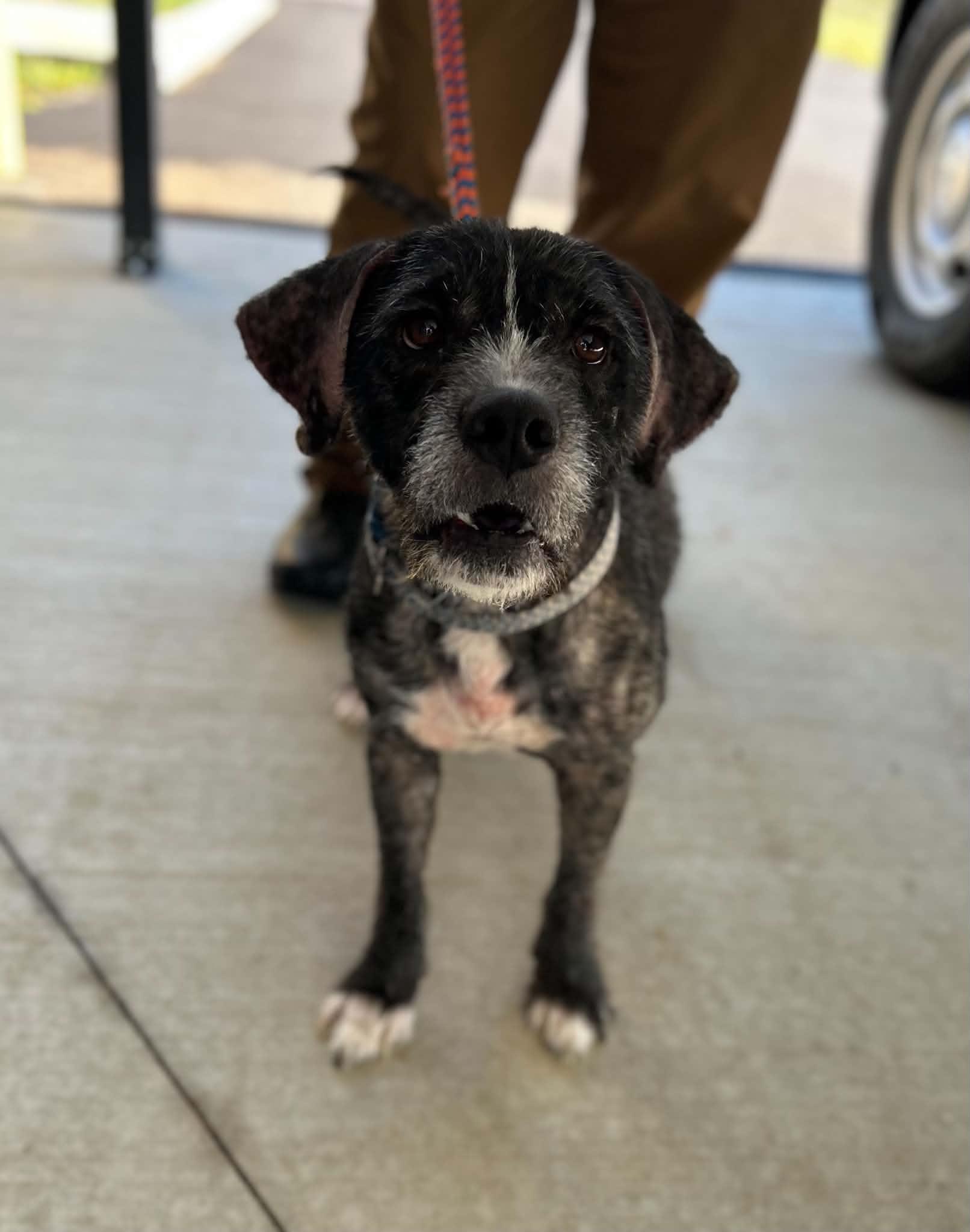 Enlarge Otto, a Adoptable mixed breed in Manchester, TN image 1/5